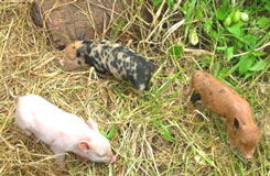 3pigssm
