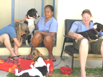 volutneers chairss and dogs
