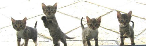 Aitutaki Kittens