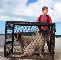 boy with dogs in cages