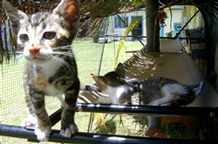 catmax close-up