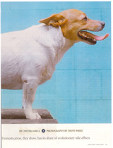 discover dog right