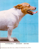 discover dog right