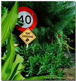 Dog Crossing SM