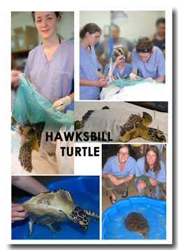 Hawsbill collage