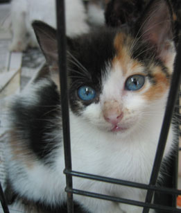 baby blue-eyes