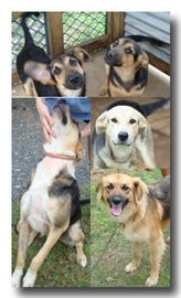 Homeless Dogs Collage