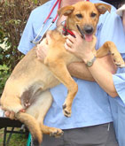 Mia for Spay Day