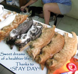 spay day tiny