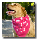 bandana dog