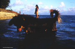 lady on dog