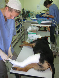 surgery broken dog leg