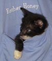 tiny pocket kitten