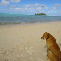 Style Raro Dog
