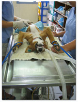 surgery table tiny